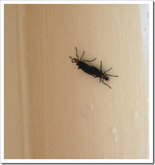 love-bug