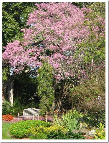 pink-tree-in-april