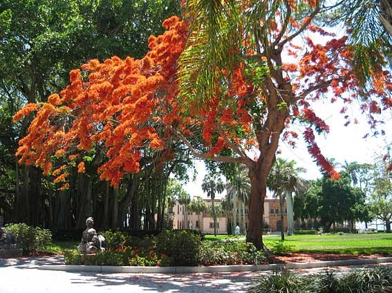 [red-tree-ringling[4].jpg]
