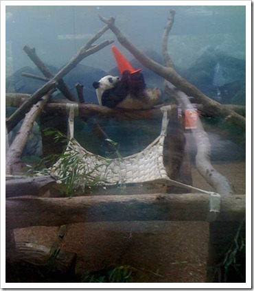panda-2