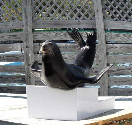 [sea-lion9.jpg]