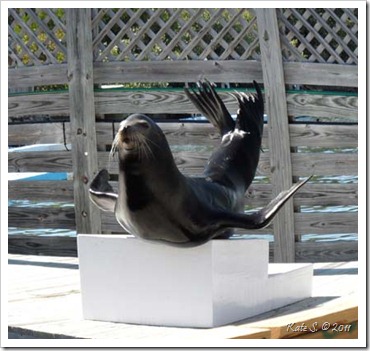 sea-lion