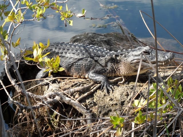 [gator blue hole[11].jpg]