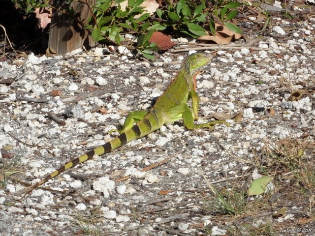 [iguana[11].jpg]