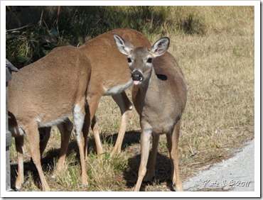 key deer