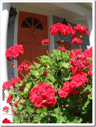 pelargonia