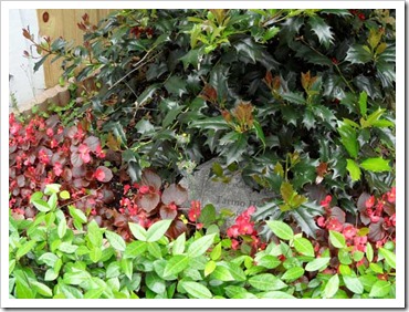 plants-for-dad