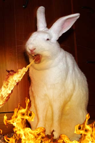 [bunny54[3].jpg]
