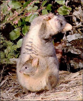 pademelon