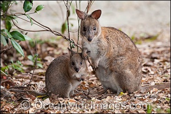 Red-necked Pademelon