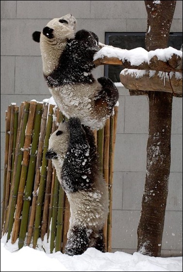 panda panda