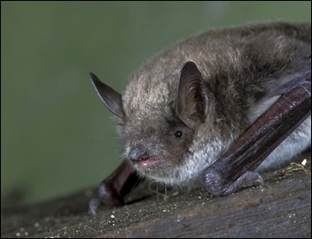 meervleermuis