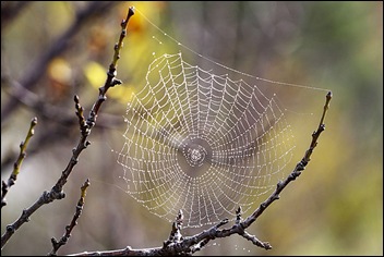 Spider web