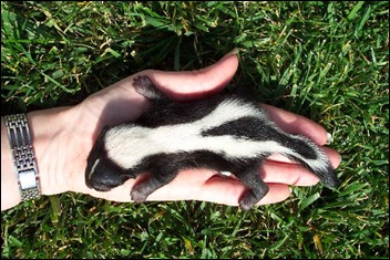 Baby_skunk