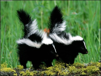 skunk1