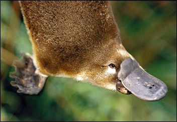 platypus