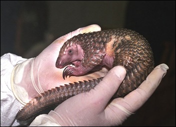 Pangolin