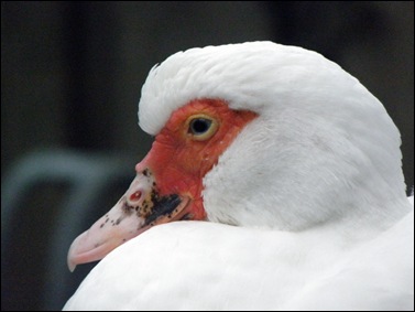 Mijntje        