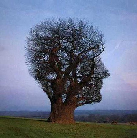 [tree_illusion5.jpg]