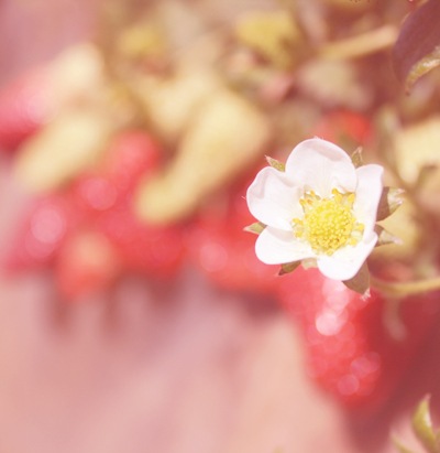 [Strawberry4.jpg]