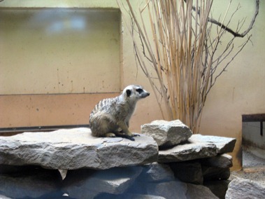 31 Slender-tailed Meerkat