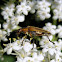 Pennsylvania Leather-wing