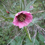 芍药