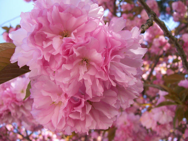 Another cherry blossom