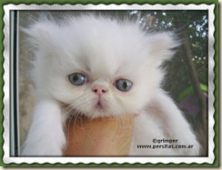 Grimper_Blanquita_Amaro11