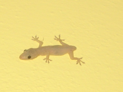[tailess gecko[2].jpg]