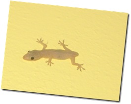 tailess gecko