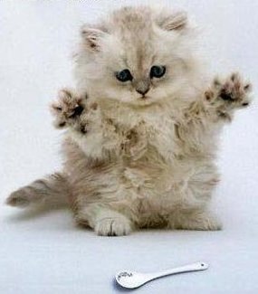 [spoon_cat[5].jpg]