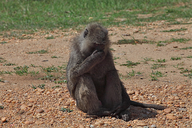 Марчисон Фолс (Murchison Falls) 