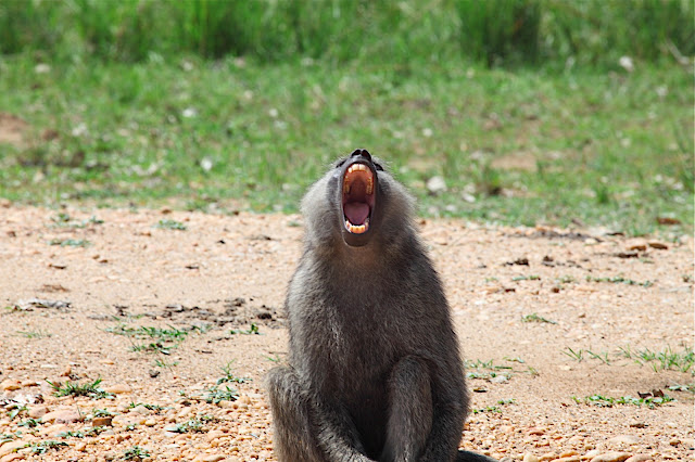 Марчисон Фолс (Murchison Falls) 
