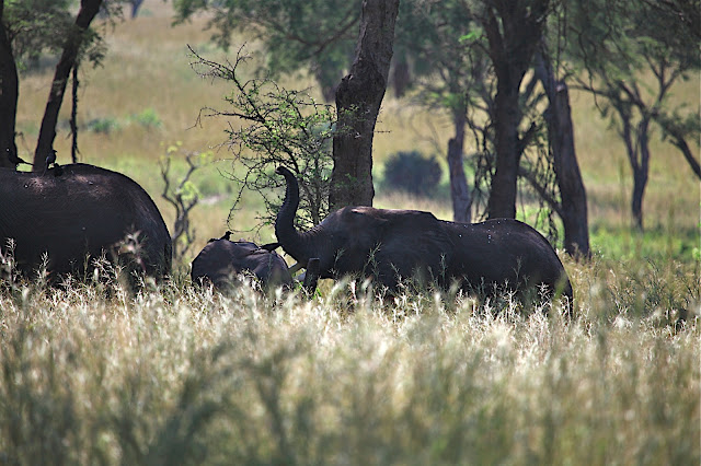 Марчисон Фолс (Murchison Falls) 