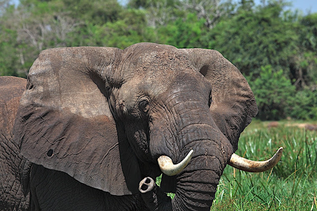 Марчисон Фолс (Murchison Falls) 