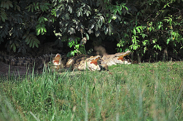 Марчисон Фолс (Murchison Falls) 