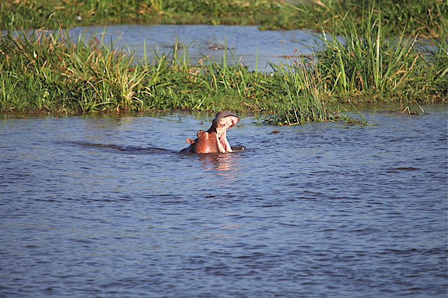 Марчисон Фолс (Murchison Falls)