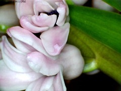 Hyacinth close-up3