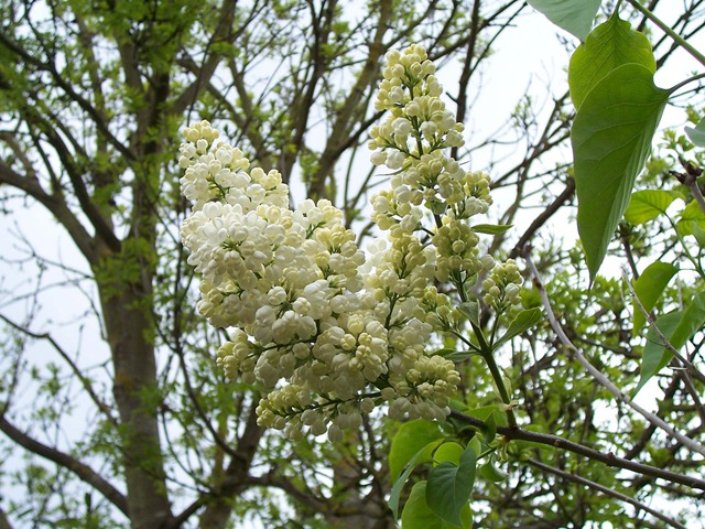 [White lilac bush[2].jpg]