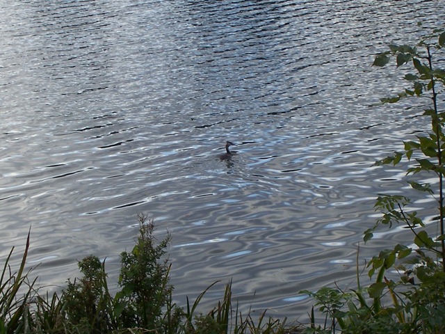 [Great Crested Grebe 2[4].jpg]