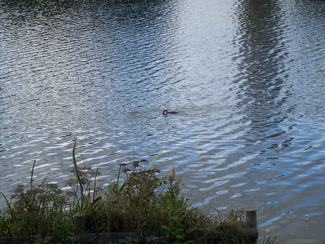 [Great Crested Grebe 5[4].jpg]