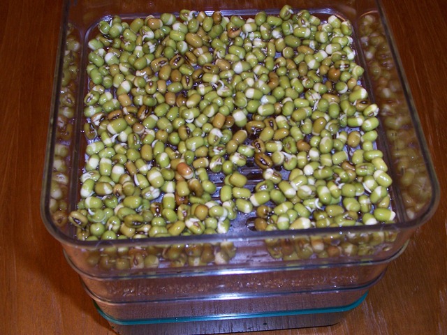 [Mung beans that have been soaked over night and laid in the sprouting tray for 12 hours[2].jpg]