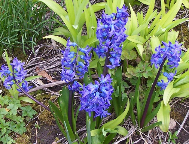 [Blue hyacinth[2].jpg]