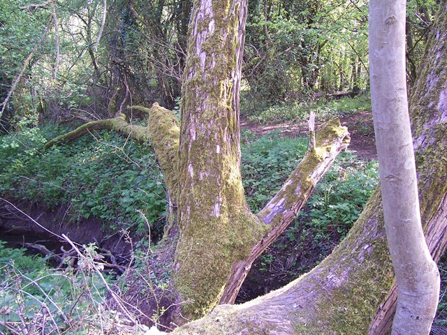 [Moss covered tree[2].jpg]