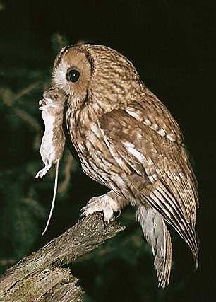 [tawny-owl-[2].jpg]