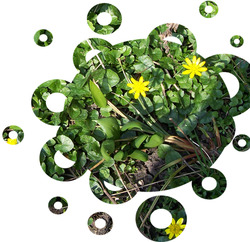 [celandines and wild garlic 21[4].png]