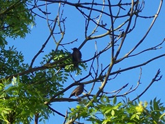 Fledgling Starlings