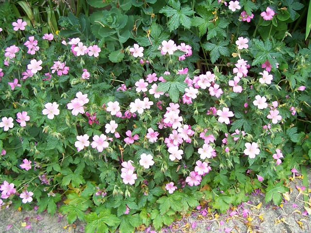 [Pink geranium - Crane's-bill[4].jpg]