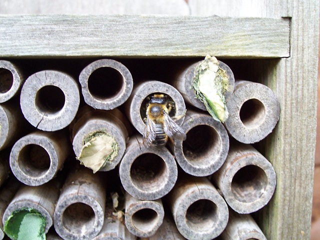 [Leaf-cutter bee greeting a fellow worker[4].jpg]